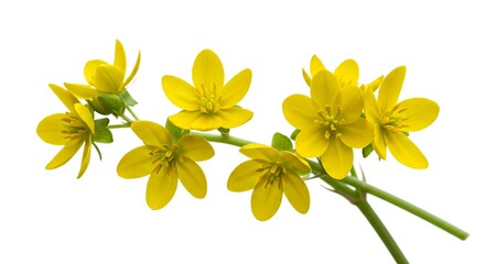 Fototapeta premium Golden Meadow Bloom AI Generated