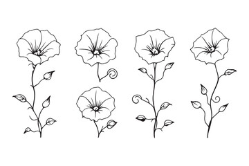 Naklejka premium Morning Glory line art