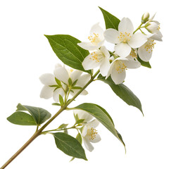 Jasmine Branch with White Blossoms