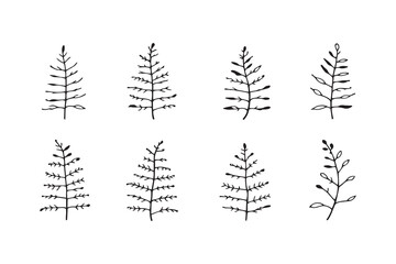 Obraz premium Northern Maidenhair Fern line art
