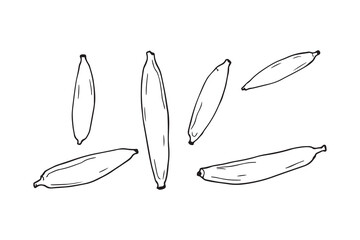 Okra line art