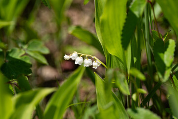 スズランが咲く