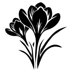 Elegant Black and White Crocus Flower Illustration Spring Bloom Botanical Design