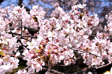 White Sakura flowers in full bloom in Japan spring cherry blossom season