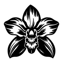 Black and White Illustration of a Single Orchid Flower Detailed Botanical Drawing
