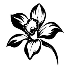 A striking black and white illustration of a daffodil flower with bold lines and intricate details