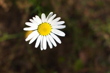 white daisy flower