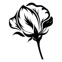 Elegant Black and White Cotton Flower Illustration Botanical Design Graphic Art
