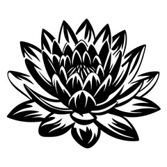 Stunning Black and White Illustration of a Water Lily Flower with Detailed Petals