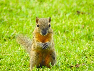 餌を食べるリス