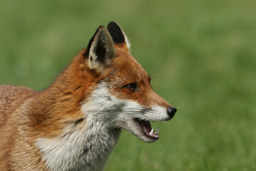 A head shot of a female Red Fox, Vulpes vulpes, hunting in a field.