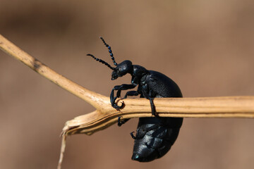 A Black Oil Beetle, Meloe proscarabaeus, walking over a plant.