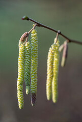 inflorescence of alder tree in sunny day early spring