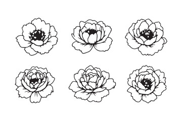 Peony black line art