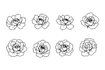 Peony black line art