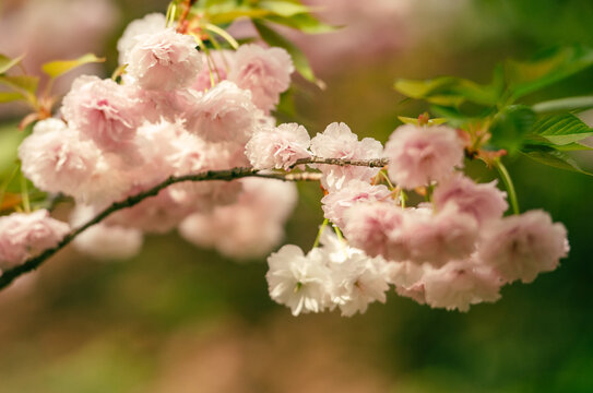 cherry blossom in spring - Powered by Adobe