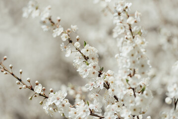 White cherry blossoms in full bloom on a branch with soft sunlight and blurred background creating a gentle spring atmosphere