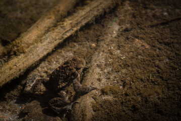 TOAD - Amphibians in early spring in a forest stream