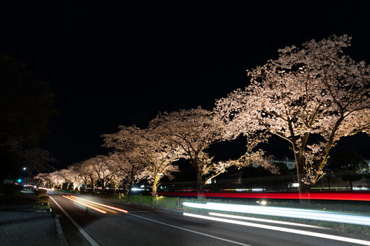 Cars cruising under illuminated cherry blossoms