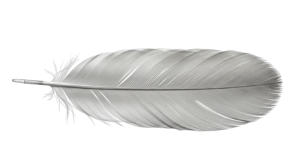 Isolated White Feather