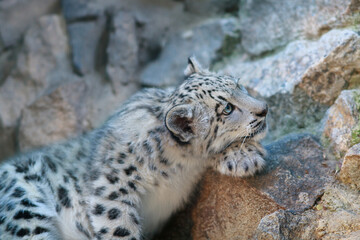 snow leopard portrait