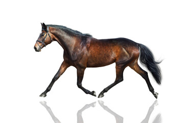 Horse run trot isolated