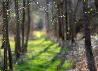 first fresh leaves in early spring with trees and grass in holland