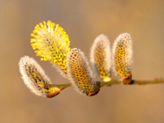 closeup of willow catkins in spring