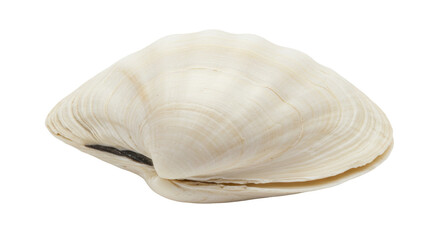 Isolated White Sea Shell