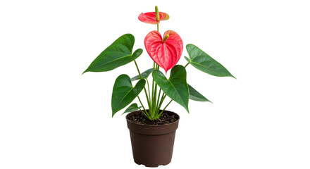 Isolated Red Anthurium Flower in Pot