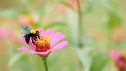 ** Vibrant Bumblebee Pollinating a Bright Pink Zinnia Flower in a Lush Garden Setting..**