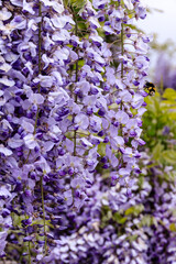 北海道伊達市、初夏を彩る藤の花【5月】