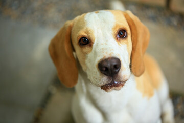 Portrait of a cute beagle dog, young brown beagle. Selective focus.