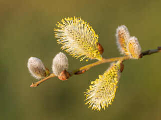 closeup of willow catkins in spring
