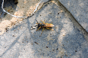 A European beewolf on a grey paving stone