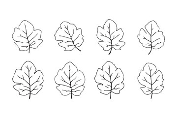 Sapodilla Leaf line art