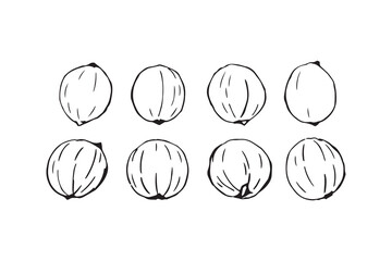 Shagbark Hickory line art