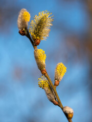 closeup of willow catkins in spring