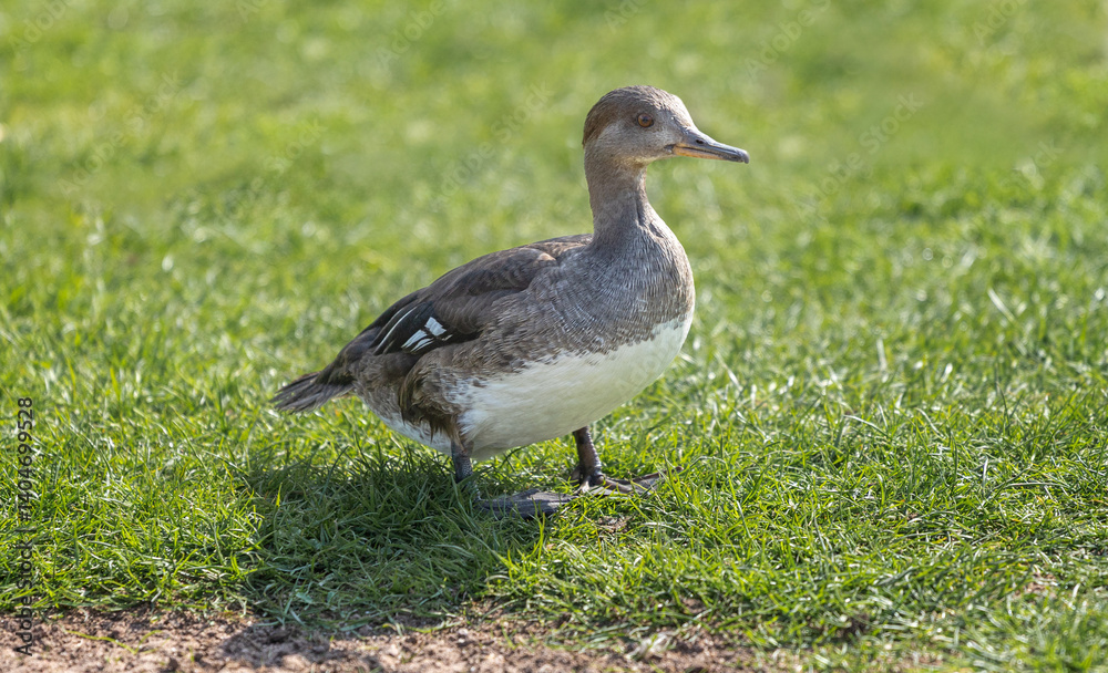 Poster a close up of a female hooded merganser standing on the grass. the close up portrait has space for c