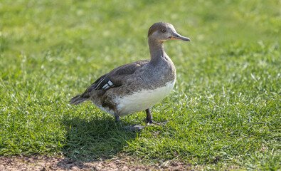 a close up of a female hooded merganser standing on the grass. The close up portrait has space for copy text around it