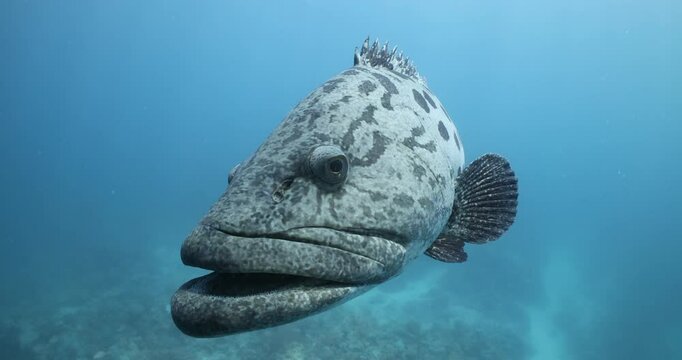 Potato cod close up, scuba diving underwater great barrier reef, australia