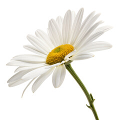Naklejka premium White Daisy Flower on Black Background