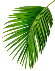 palm tree leaves © Andrea