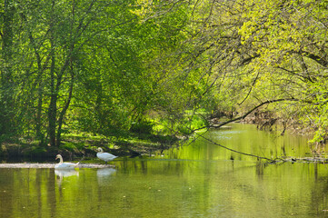 naturschutzgebiet Taubergießen in der Ortenau