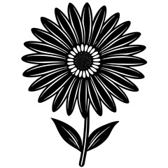 black and white daisy