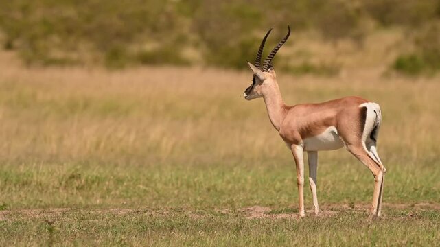 impala antelope in the savannah