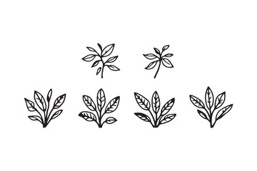 Zebra Plant line art