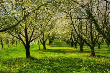 Obstblüte am Ettenheimer Heuberg in der Ortenau