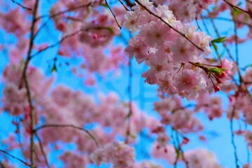 空に映えるしだれ桜