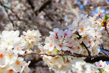 日本の桜